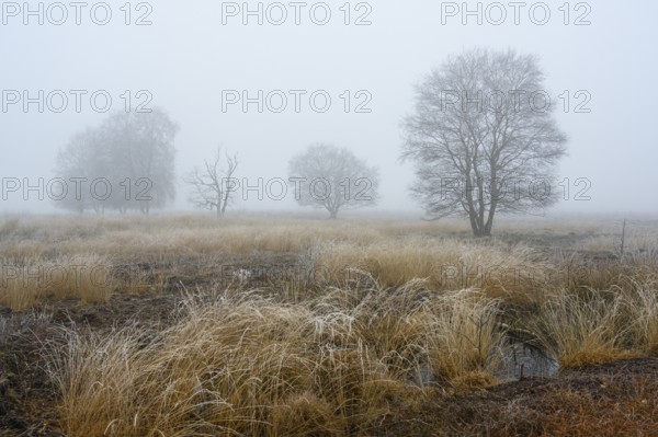 Birches in winter Rehdener Geestmoor in fog, Diepholzer Moorniederung, Rehden, Lower Saxony,