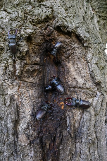 Several black stag beetles (Lucanus cervus) sucking sugary plant sap at a so-called leak site on a