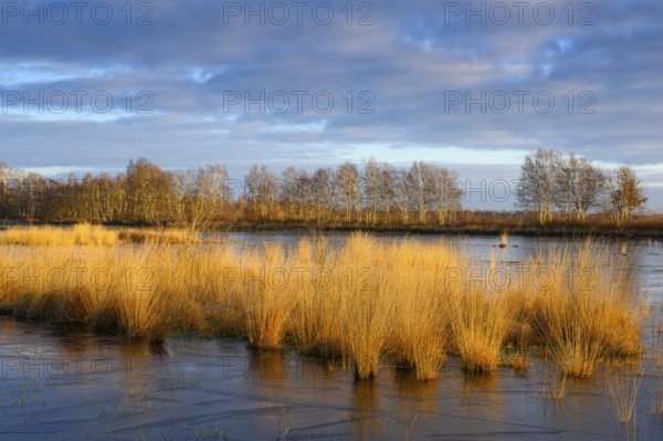 Wide, wintry Goldenstedt moor with pipe grass in the evening light, Goldenstedt, Lower Saxony,