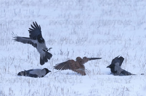 Female Common Kestrel (Falco tinnunculus) being attacked by hooded crows (Corvus cornix) on the