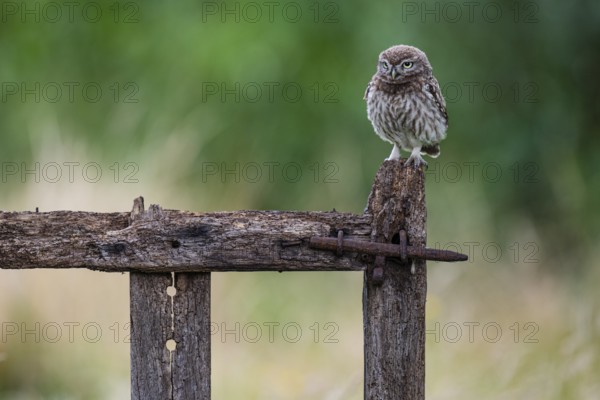 Little owl (Athene noctua), Vechta, Lower Saxony, Germany