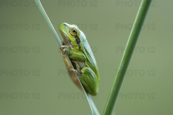 European tree frog (Hyla arborea), Zandvort, Netherlands