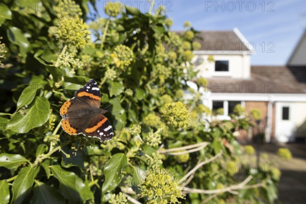 Red admiral butterfly (Vanessa atalanta) adult insect feeding on Ivy flowers in a garden with a