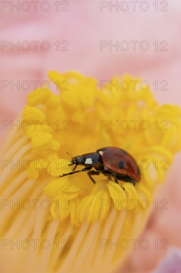 Seven-spot ladybird or ladybug (Coccinella septempunctata) adult insect on a garden Camellia flower