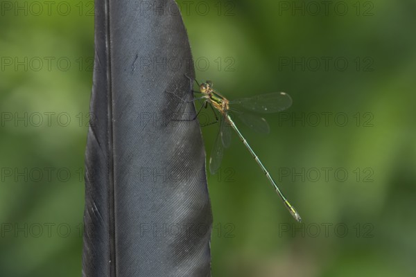 Emerald damselfly (Lestes sponsa) adult insect resting on a bird feather in summer, England, United
