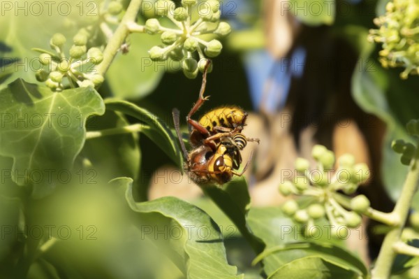 European hornet (Vespa crabro) adult insect eating an Ivy bee in a hedgerow in summer, England,