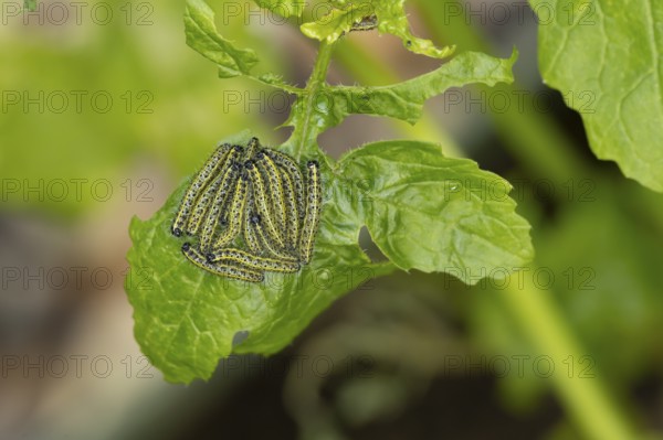 Large or Cabbage white butterfly (Pieris brassicae) juvenile larva caterpillars pest feeding on