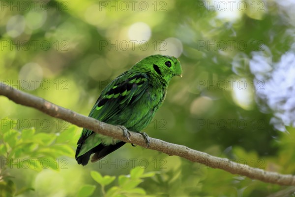 Emerald Broadbill (Calyptomena viridis), adult, male, perch, on tree, vigilant, Southeast Asia