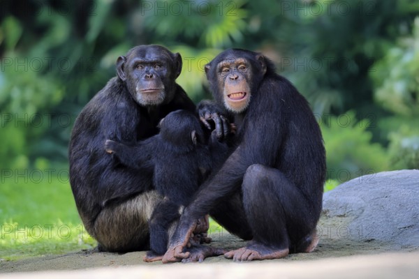 Chimpanzee (Pan troglodytes), adult, two females, mother, baby, young animal, social behaviour