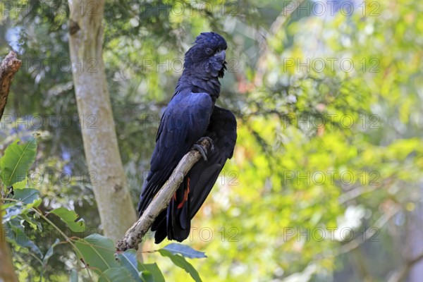 Red-tailed Cockatoo (Calyptorhynchus banksii), Banks' Cockatoo, adult, male, perch, alert,