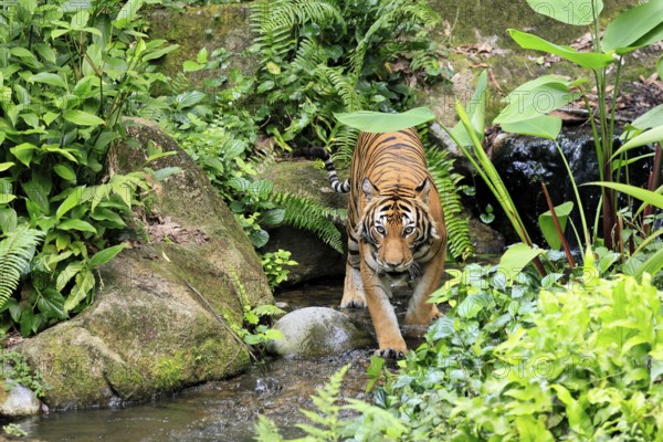 Malaysia tiger (Panthera tigris jacksoni), adult, running, in water, stream, vigilant, Malaysia,