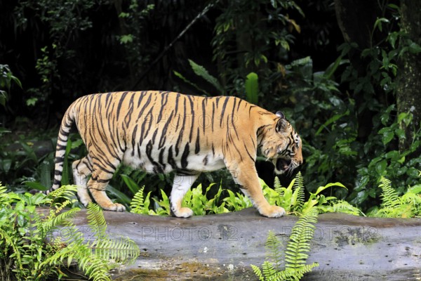 Malaysia tiger (Panthera tigris jacksoni), adult, running, stalking, vigilant, Malaysia, Southeast