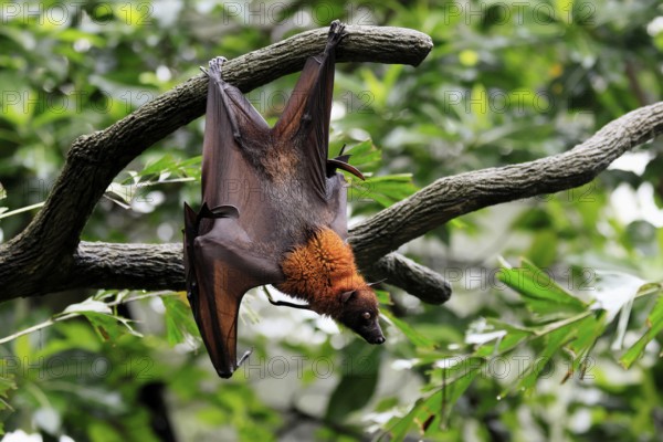 Kalong flying fox (Pteropus vampyrus), adult, in sleeping tree, during the day, alert, Singapore,