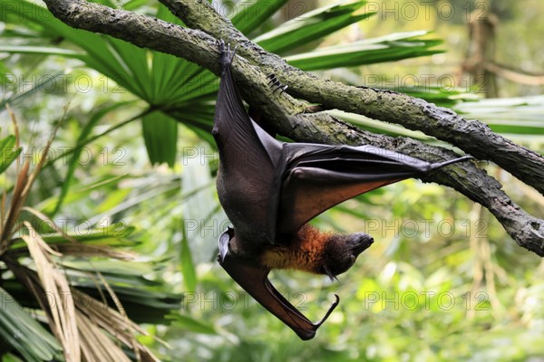 Kalong flying fox (Pteropus vampyrus), adult, climbing, in sleeping tree, during the day,