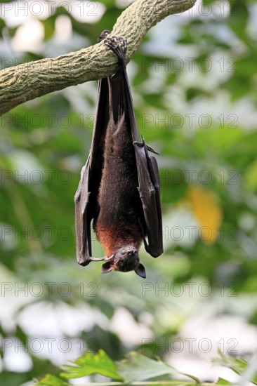 Kalong flying fox (Pteropus vampyrus), adult, resting, in sleeping tree, during the day, Singapore,