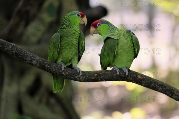 Green-cheeked Amazon (Amazona viridigenalis), adult, pair, on tree, social behaviour, Mexico, North