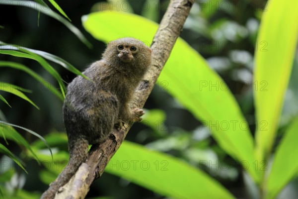 Yellow-bellied marmoset (Cebuella pygmaea), adult, on tree, alert, Amazonas, rainforest, South