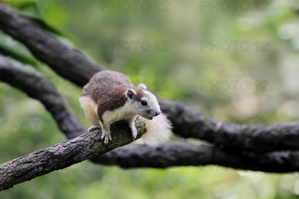 Finlayson's squirrel (Callosciurus finlaysonii), adult, on tree, foraging, Singapore, Southeast