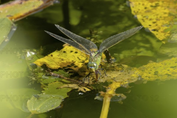 Emperor dragonfly (Anax imperator) adult female insect egg laying or ovipositioning on the water