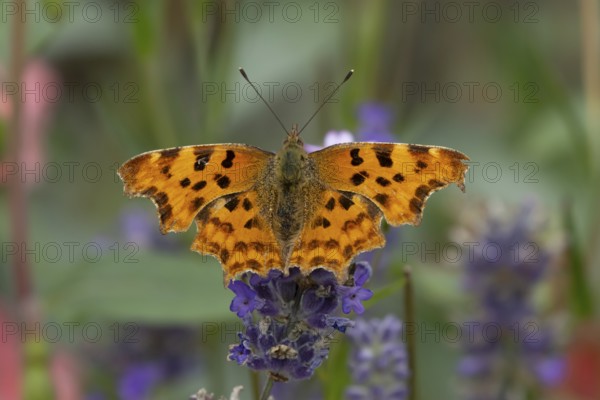 Comma butterfly (Polygonia c-album) adult insect feeding on a garden blue English lavender flowers