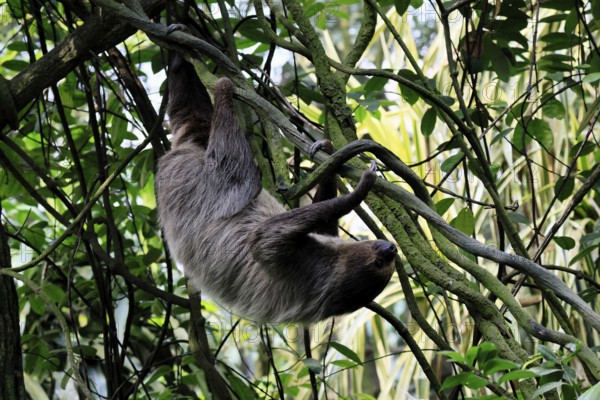 Linnaeus's two-toed sloth (Choloepus didactylus), Unau, adult, in tree, climbing, foraging,