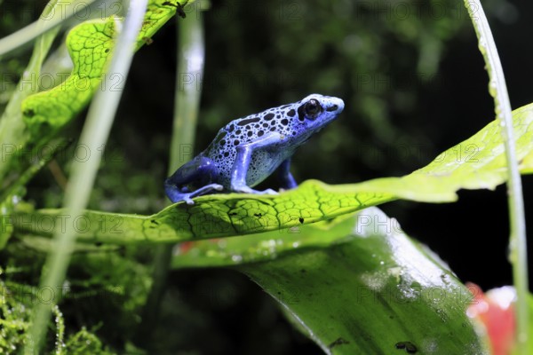 Blue poison dart frog, (Dendrobates tinctorius), adult, on leaf, alert, South America, captive