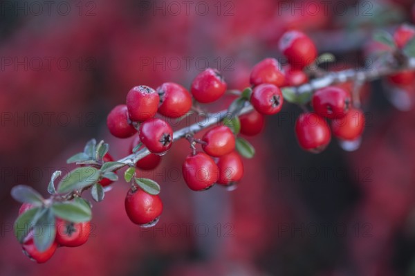 Fan-shaped cotoneaster (Cotoneaster horizontalis), Emsland, Lower Saxony, Germany