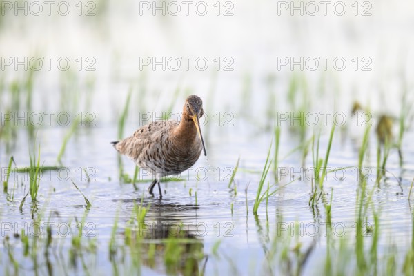 A black-tailed godwit (Limosa limosa) stands in the water between grass in a natural environment on