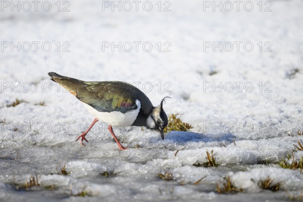 Lapwing (Vanellus vanellus) on snow-covered ground in wintry surroundings, Dümmer nature park Park,