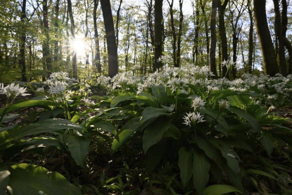 A sparkling sun shines over the wild garlic blossom (Allium ursinum) on the forest floor in a beech
