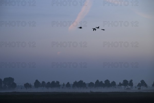 Hazy landscape with trees and birds at orange sunset, Dümmer nature park Park, Bohmte, Lower