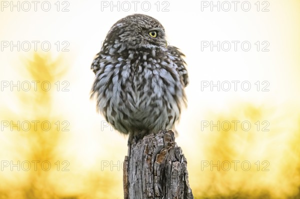 Little owl (Athene noctua) with fluffed up plumage in the evening on an old willow pole with a