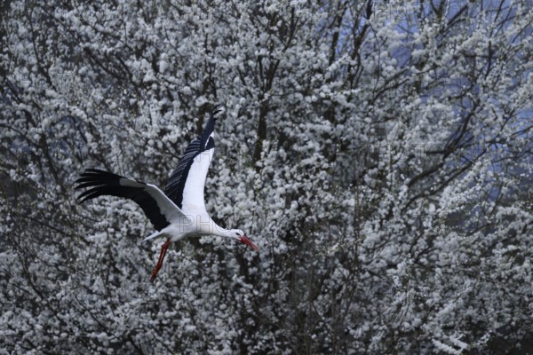 A white stork (Ciconia ciconia) flies in front of a background of flowering white shrubs, Dümmer