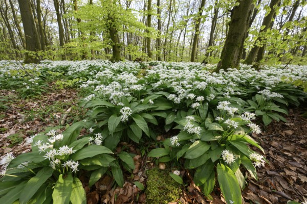 Wild garlic blossom (Allium ursinum) on the forest floor in a beech forest (Fagus sylvatica) in the