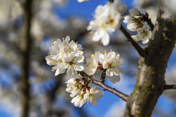 Close-up of the branches of a cherry tree (Prunus avium) with white blossoms during fruit tree
