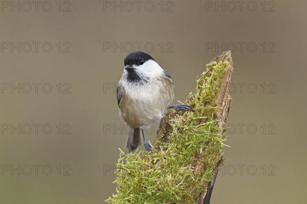 Willow Tit (Parus montanus), Willow Tit (Parus montanus) sitting on a branch overgrown with moss,