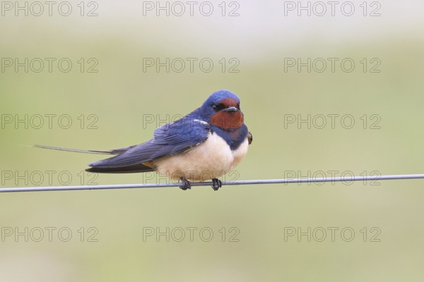 Barn Swallow (Hirundo rustica) sitting on a pasture fence, wildlife, animals, birds, swallows,