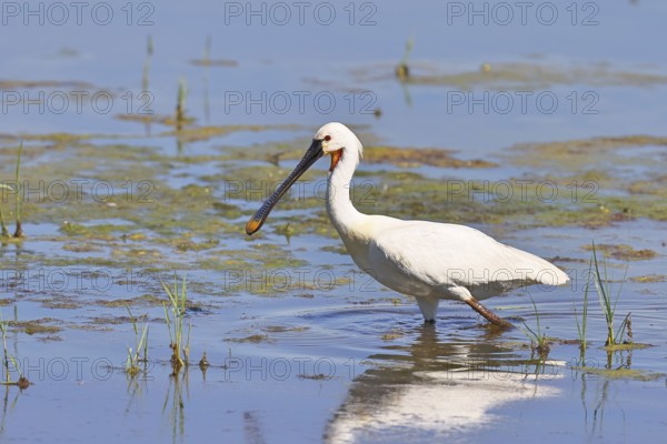 Spoonbill (Platalea leucorodia), adult bird striding through shallow water, adult bird in