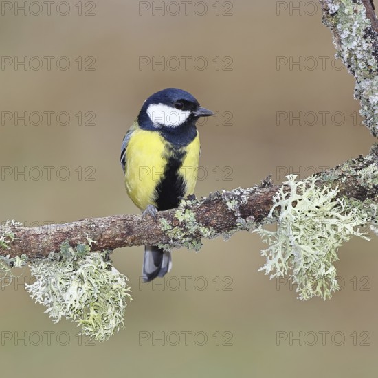 Great Tit (Parus major), sitting on a branch overgrown with moss and lichen, Wildlife, Animals,