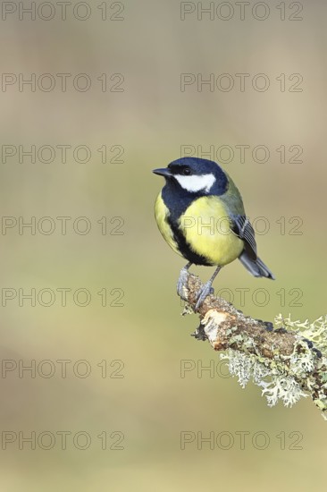 Great Tit (Parus major), sitting on a branch overgrown with moss and lichen, Wildlife, Animals,