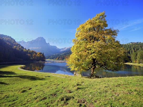 Autumn-coloured sycamore maple (Acer pseudo plantanus), at Obersee, Näfels, Canton Glarus,