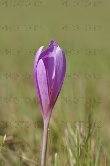 Autumn crocus (Colchicum autumnale), half-opened flowers in a meadow, endangered, protected