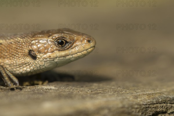 Common lizard (Zootoca vivipara) adult reptile on a wooden sleeper in summer, England, United