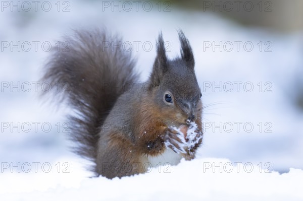 Red squirrel (Sciurus vulgaris) adult animal feeding on a hazel nut in snow in winter, England,
