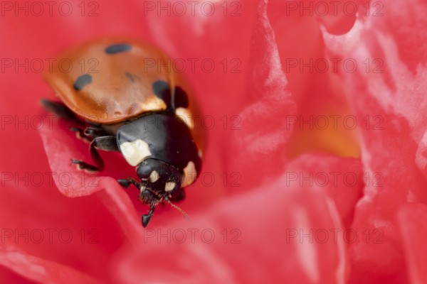 Seven-spot ladybird or ladybug (Coccinella septempunctata) adult beetle on a garden Camellia flower