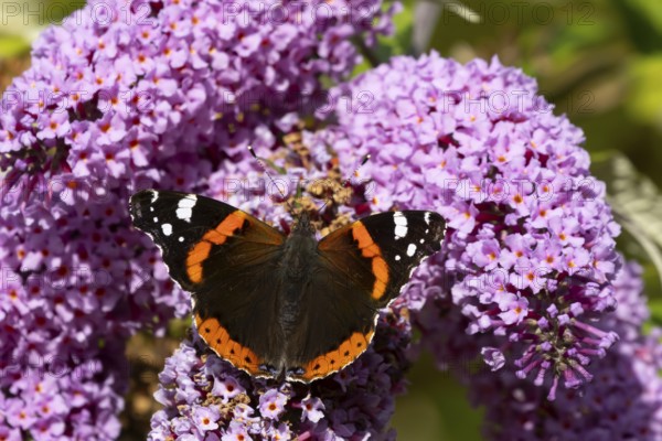 Red admiral butterfly (Vanessa atalanta) adult insect feeding on a garden purple Buddleja or