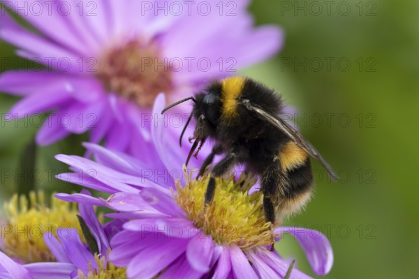 Garden bumblebee (Bombus hortorum) adult bee insect feeding on purple garden Aster plant flowers in