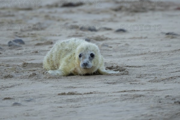 Atlantic grey seal (Halichoerus grypus) juvenile baby pup animal on a beach in winter, England,