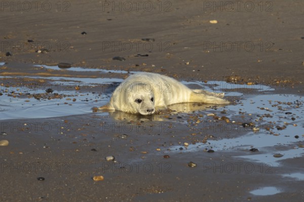 Atlantic grey seal (Halichoerus grypus) juvenile baby pup animal on a seaside beach in winter,