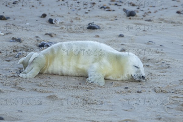 Atlantic grey seal (Halichoerus grypus) juvenile baby pup animal sleeping on a seaside beach in